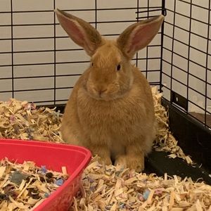 Meet your Posher, Rosanne